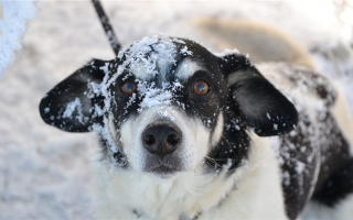 Могут ли питбули (и другие короткошерстные собаки) мерзнуть зимой?