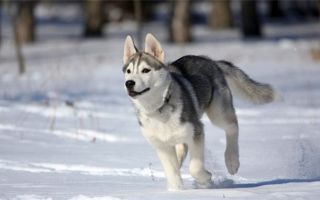 450+ кличек для собак породы хаски: Отличные имена для вашего любимца, любящего снег!