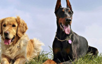 8 пород собак, которые легко переносят жару