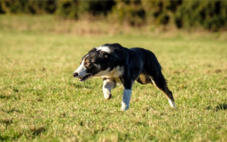 Как выгуливать собак с высоким стремлением к добыче