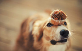 9 лучших рецептов домашних кексов для собак: Кексы для вашего питомца!