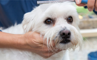 Как избавиться от пятен от собачьих слез: Средство для удаления пятен от слез для собак: