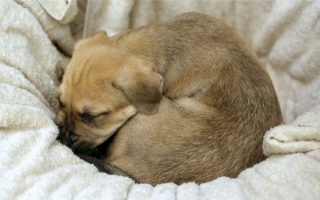Почему собаки сворачиваются калачиком, когда спят?