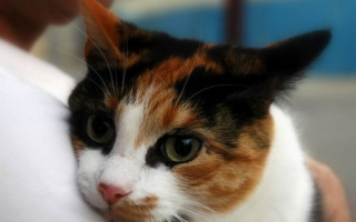 Герпес у кошек: симптомы и лечение