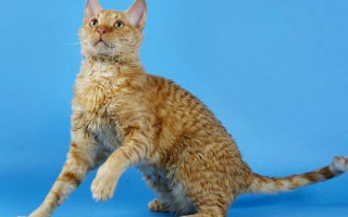 Уральский рекс — русская аборигенная порода кудрявых кошек с курчавой шерстью