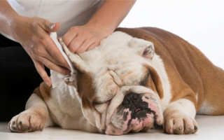 Как сделать домашнее средство для чистки ушей собак