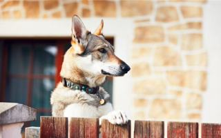 10 самых удобных ошейников для собак: Держите своего питомца в комфорте!