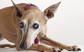 Собачья слепота: Причины, лечение и продукты для лечения слепоты у собак