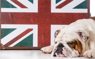 Британские клички для собак: Британские клички для вашего лучшего друга!