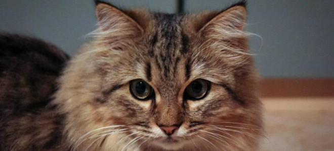 Названы самые популярные породы котов в России