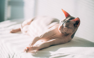 Нормальная температура тела у кошек