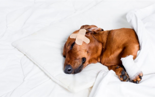 Можно ли мазать собаку неоспорином при мелких порезах?