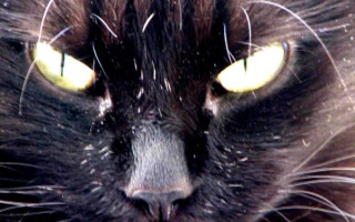 Шантильи тиффани — описание пород котов