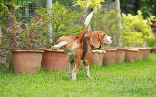 Как устранить пятна от собачьей мочи: Защитите свой газон от мочи пуппера!
