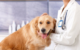 Эхинококкоз — как лечить у собак