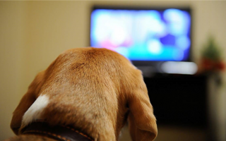 Обзор DogTV: Действительно ли это работает и стоит ли оно того?