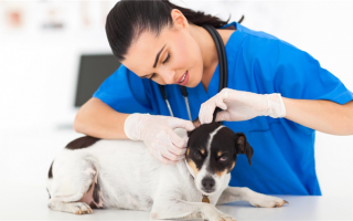 Кожные метки у собак: что это такое и как их лечить