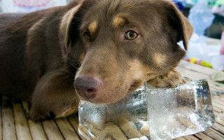 Как распознать признаки теплового удара у собаки и оказать ей первую помощь