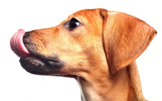 Почему собаки зализывают раны? Является ли слюна лучшей мазью?