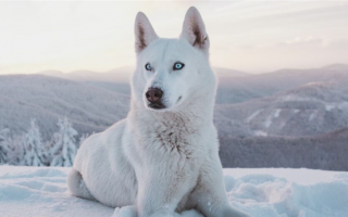 140+ замечательных кличек аляскинских собак