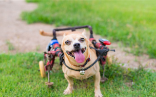 Сделай сам: Как сделать инвалидную коляску для собак с ограниченными возможностями!