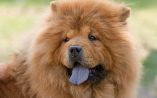 Собаки с синими языками — болезнь или особенность?