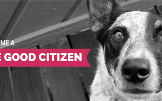 Как сдать экзамен на звание добропорядочного гражданина собаки (CGC)