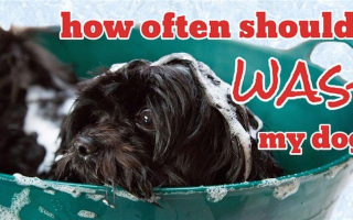 Как часто нужно мыть собаку?