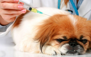 Сахарный диабет у собак: симптомы и лечение, чем кормить питомца