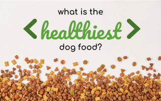 Какой самый здоровый корм для собак?
