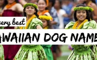 250+ гавайских кличек для собак: Островное вдохновение для вашего питомца!