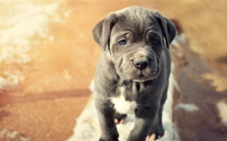 Голубые породы собак: 11 наших любимых голубых мальчиков!