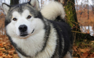 Аляскинский маламут (фото): импозантная собака для активных семей