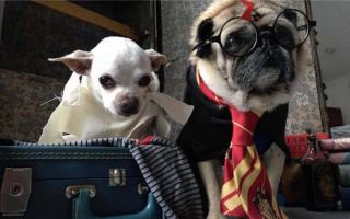 Клички для собак из Гарри Поттера: Клички для хогвартских гончих!