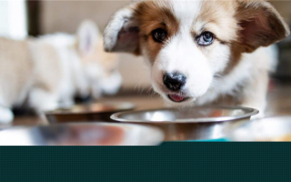 Сделай сам Подставки для собачьих мисок: Создание индивидуального места для еды собаки!