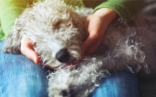 Как заставить собаку спать: Заставьте вашего питомца дремать!