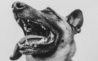 Что можно дать собаке от неприятного запаха изо рта?