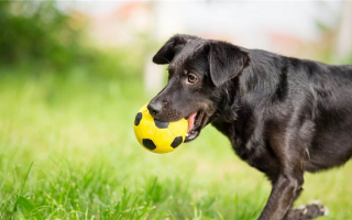Футбольные мячи с защитой от собак: Лучшие футбольные мячи для игры с Фидо!