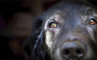 Синдром Сандаунера у собак: симптомы и решения!