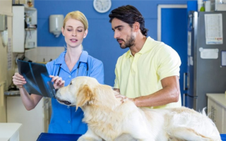 Сколько стоит операция по лечению дисплазии тазобедренного сустава у собак?