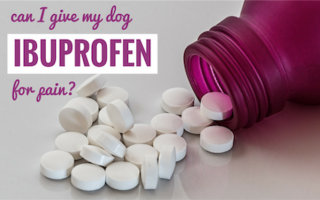 Можно ли давать собаке ибупрофен? Только после консультации с ветеринаром.