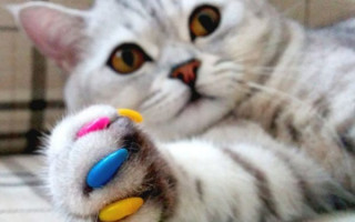 Что такое антицарапки для кошек на когти