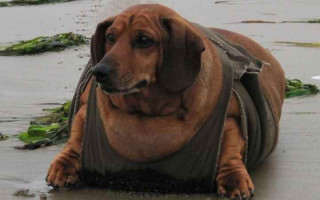 Ожирение у собак: причины, симптомы, лечение