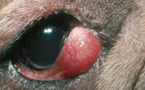 Синдром “вишневого глаза” у собак