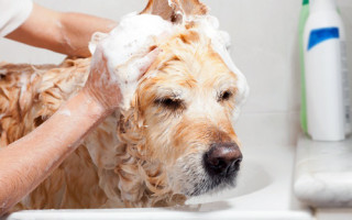 Себорея у собак развивается вследствие врожденного клеточного дефекта кожи
