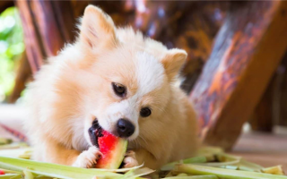 Безопасен ли арбуз для собак?