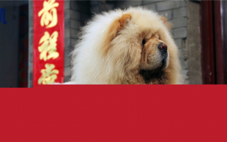 Китайские породы собак: Собаки родом из Китая!