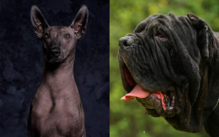 5 необычных пород собак из Китая, которые активно набирают популярность