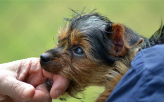 Обучение торможению укусов: Как справиться с аппетитом вашей собаки