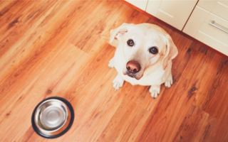 9 вариантов доставки корма для собак в тот же день: Получите корм для собак быстро!